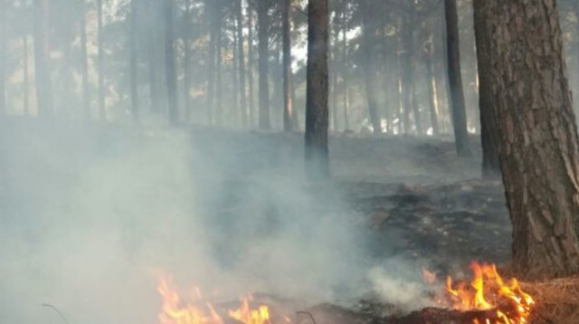 שריפה ביער ביריה (צילום: דוברות כבאות מחוז צפון)