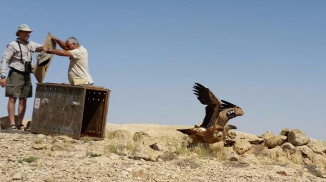 שחרור נשר בגן הלאומי עין עבדת (צילום: רשות הטבע והגנים)