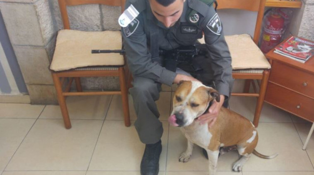 כלב האמסף שנגנב למטרות שימוש בקרבות כלבים (צילום: חטיבת דובר המשטרה)
