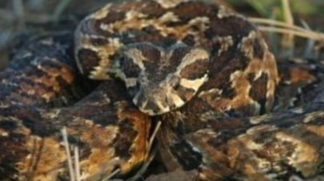 נחש צפע ארצישראלי (צילום: ארכיון מעריב)