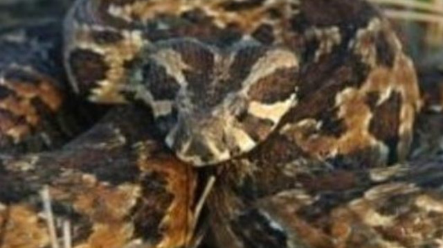 נחש צפע ארצישראלי (צילום: ארכיון מעריב)