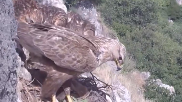 גוזל עקב עיטי, צילום מסך (צילום: "עופות דורסים בשידור חי")