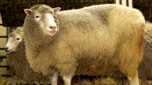 הכבשה המשובטת דולי (צילום: רויטרס)