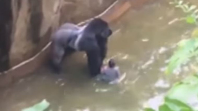 ילד שנפל למכלאה של הגורילות (צילום: יוטיוב)