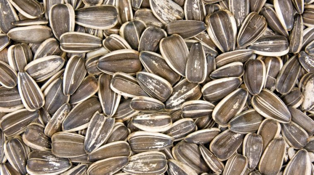 גרעיני חמניה (צילום: אינגאימג)