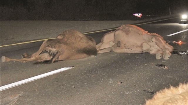 גמלים אחרי תאונת דרכים בנגב (צילום: תנועת רגבים)