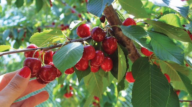 קטיף דובדבנים, טיולים (צילום: מיטל שרעבי)