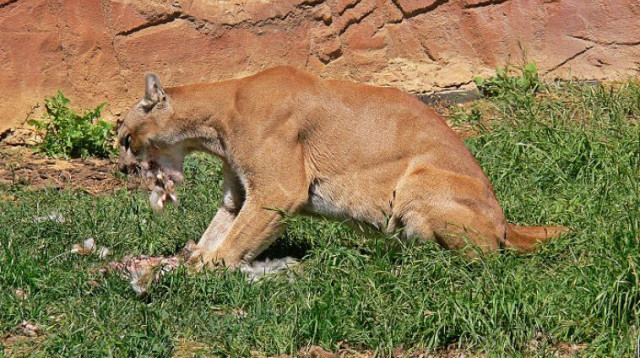 פומה - ארכיון (צילום: Benjamint444 -wikipedia)