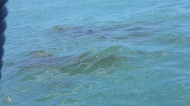 דליפת נפט במפרץ (צילום: דוברות המשרד להגנת הסביבה)