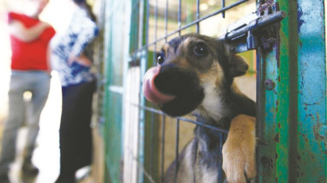 גור כלבים בכלביה (צילום: נתי שוחט, פלאש 90)