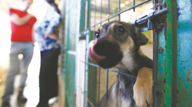 גור כלבים בכלביה (צילום: נתי שוחט, פלאש 90)