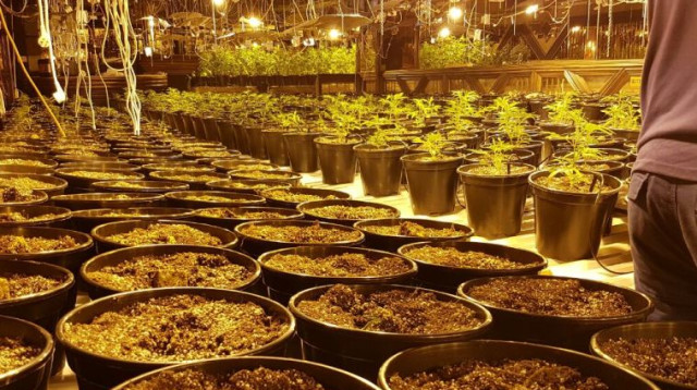 שתילי מריחואנה שנתפסו במועדון ה"פלקה" לשעבר (צילום: חטיבת דובר המשטרה)