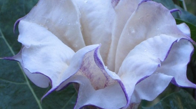 דטורה (צילום: באדיבות משתלת הסוכה בית ירוק)