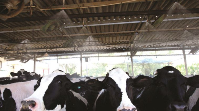 רפת (צילום: מרים אלסטר, פלאש 90)