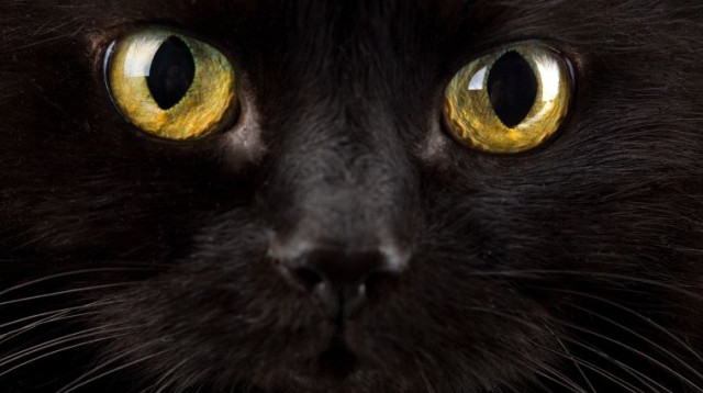 חתול שחור (צילום: אינגאימג)