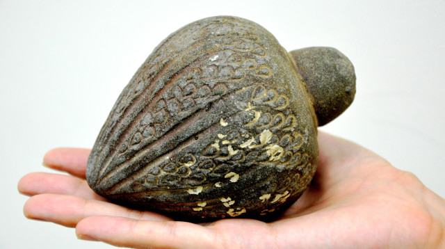 אוצר בן 3,500 שנה שנמשה מהים בחדרה (צילום: אמיר גורזלזני, רשות העתיקות)