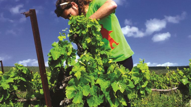 יקב עבייה (צילום: יח"צ)