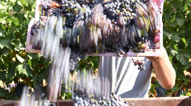 קטיף ענבים בציר (צילום: באדיבות יקבי כרמל)