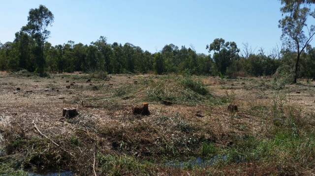 כריתת אקליפטוסים, פלמחים (צילום: ארגון דבוראי ישראל)