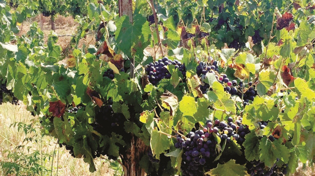 כרם הרצברג (צילום: מיטל שרעבי)