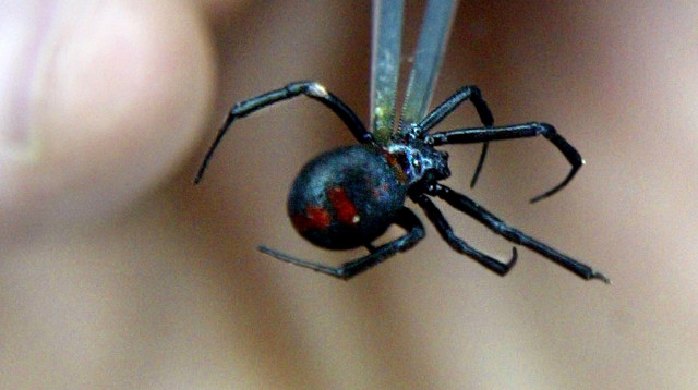 אלמנה שחורה, ארכיון (צילום: רויטרס)