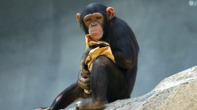 שימפנזה (צילום: ויקיפדיה)