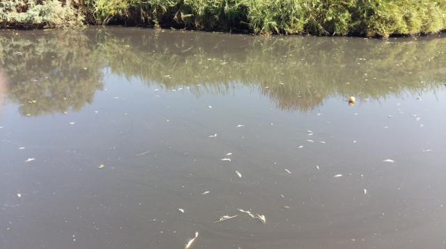 דגים מתים בנחל אלכסנדר (צילום: אירית כליף)