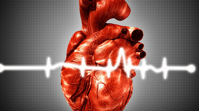 לב, אילוסטרציה (צילום: אינגאימג)