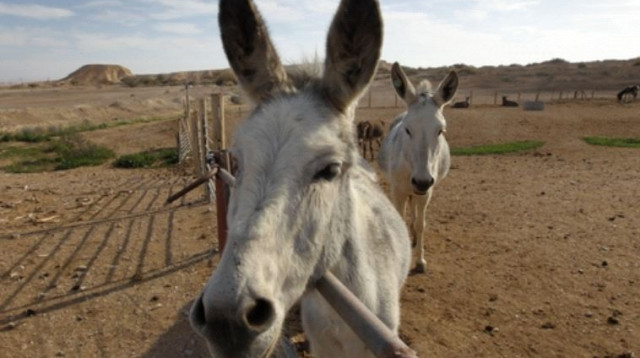 חמור (צילום: פלאש 90)