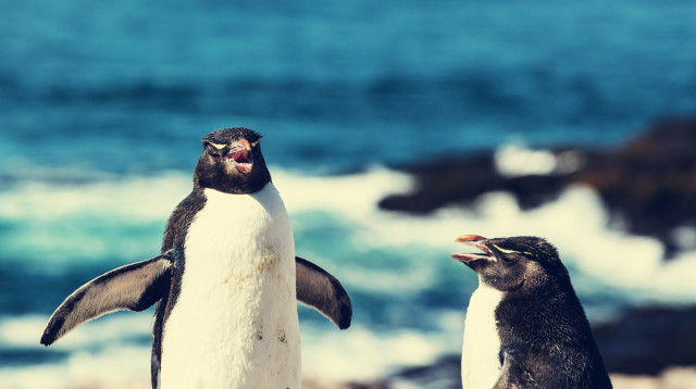 פינגווינים - ארכיון (צילום: אינגאימג)