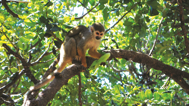 פארק הקופים (צילום: מיטל שרעבי)