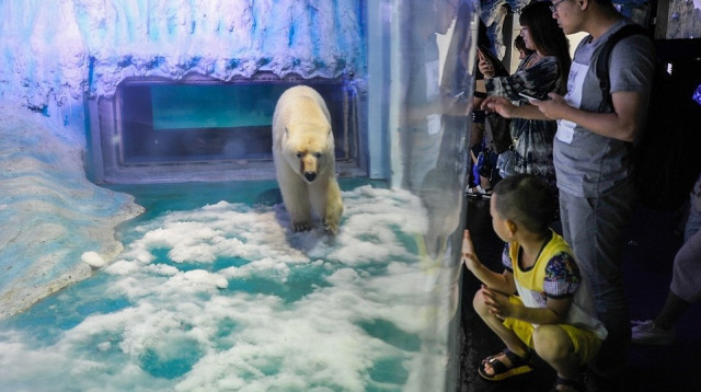 דובת הקוטב פיצה (צילום: דיילי מייל)