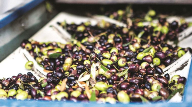 מסיק זיתים (צילום: טליה אשוח סלומון)