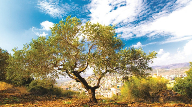 פסטיבל ימי ענף הזית (צילום: סאלח דאקסה)