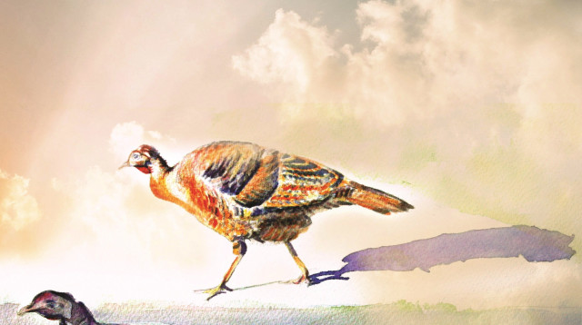 תרנגולי חג ההודיה (צילום: נעמי ליס-מיברג)