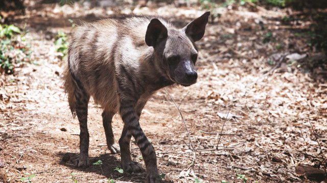 צבוע מפוספס (צילום: אינגאימג)