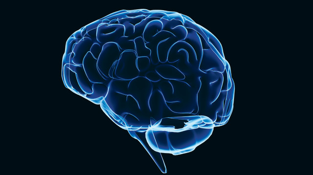 מוח, צילום אילוסטרציה (צילום: אינגאימג)