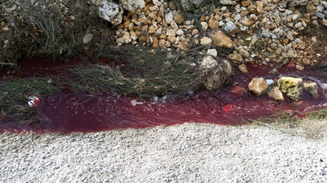 דם וביוב זורמים בוואדי קלט (צילום: איגוד ערים לאיכות סביבה שומרון)