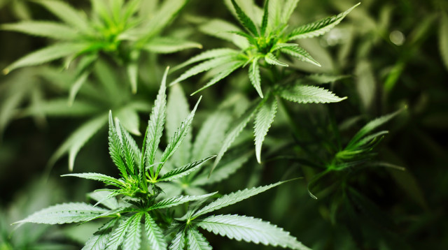 קנאביס (צילום: אינג אימג')