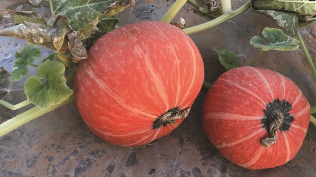 דלעת יפנית (צילום: יותם גינת, מו"פ ערבה תיכונה)