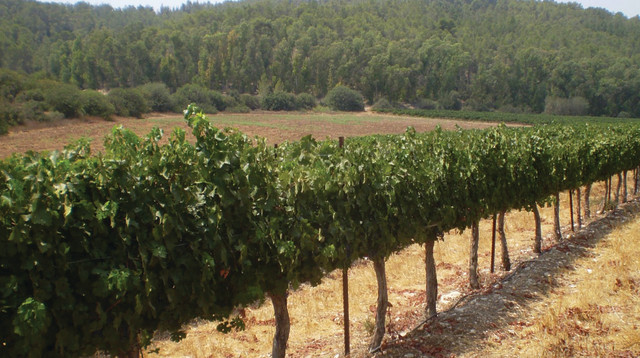  כרם ג'נבא שממנו מופקים יינות היקב (צילום: יח"צ)