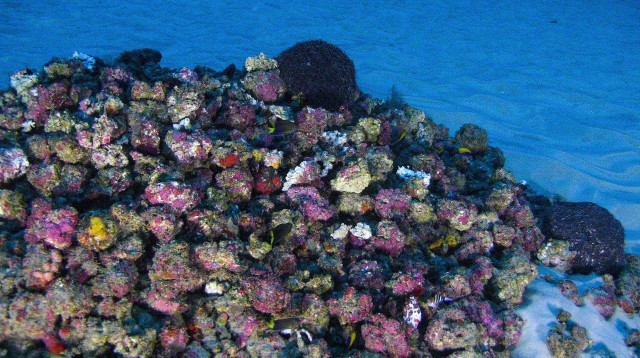 שונית האלמוגים החדשה באמזונס (צילום: גרינפיס)