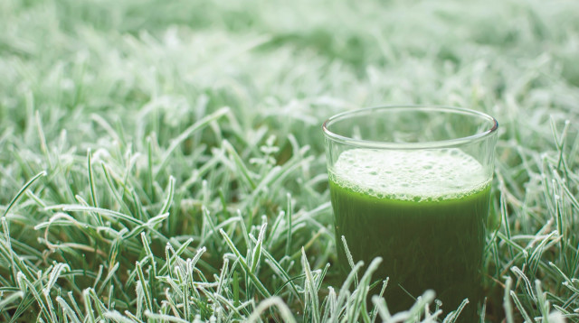 עשב חיטה (צילום: אינג אימג')