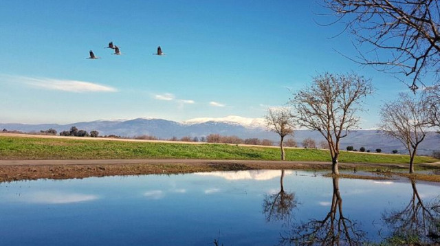 אגמון החולה (צילום: עינבר רובין)