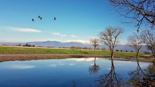 אגמון החולה (צילום: עינבר רובין)