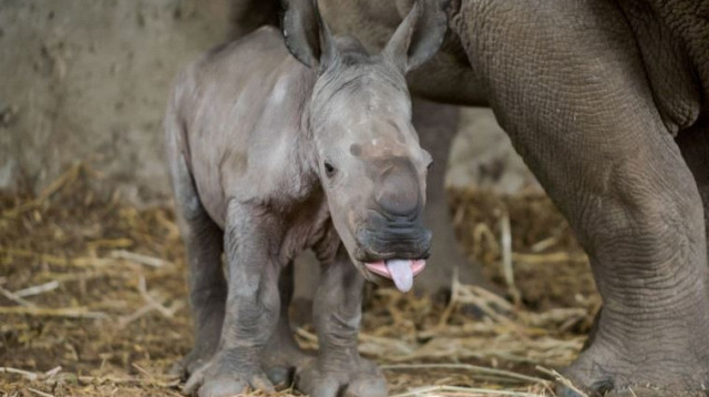 הקרנף רמי שנולד בספארי  (צילום: שי בן נפתלי)