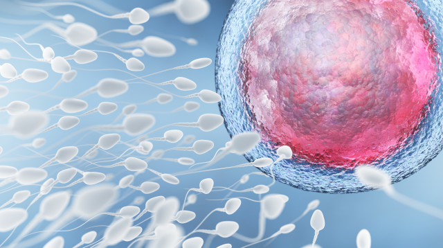 הפריה, אילוסטרציה (צילום: אינג אימג')