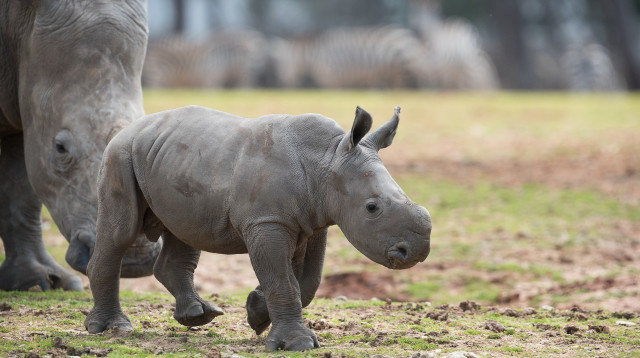 רמי הקרנף יוצא לשטח האפריקני בספארי (צילום: שי בן נפתלי)