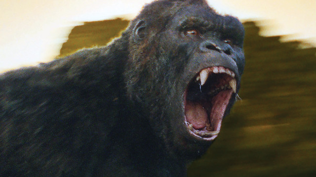 קינג קונג (צילום: באדיבות גלובוס מקס)