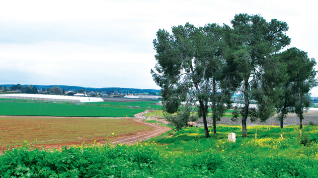 שפלת יהודה (צילום: מיטל שרעבי)